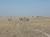 Africa 136 : Africa, Animal, Botswana, Grassland, Landscape, Makgadikgadi, Mammal, Zebra